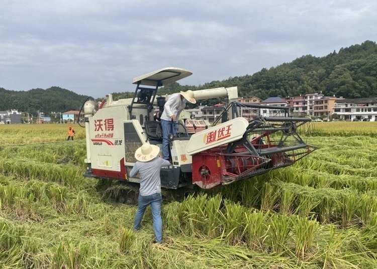 最高畝產突破1200公斤寧波甬優超級稻再創新紀錄