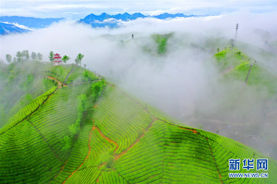 航拍湖北鹤峰木耳山茶园。新华网发 杨顺丕 摄