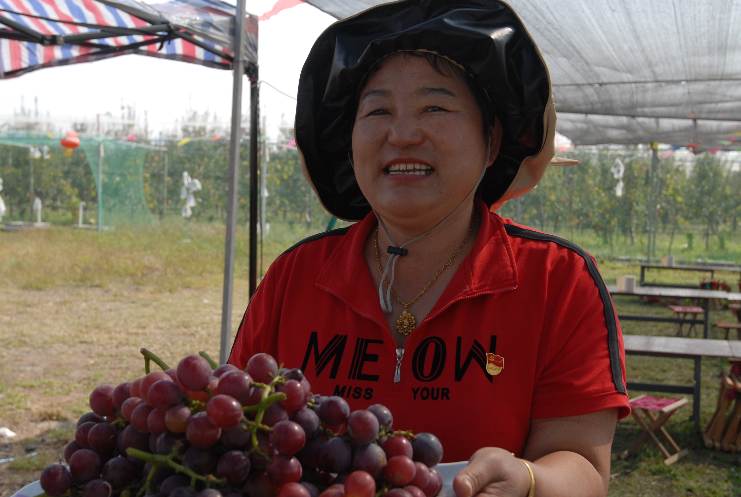 9月29日，山东省青岛市即墨区段泊岚镇程戈庄二村的农民在展示刚采摘的葡萄。