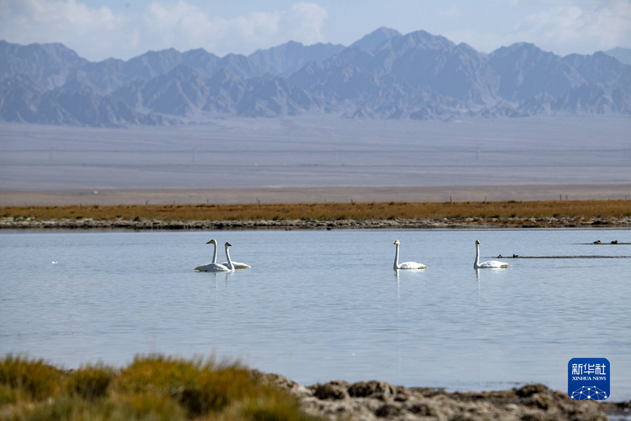 9月27日，天鹅和水鸟在小苏干湖上游动觅食。新华社发（高宏善 摄）