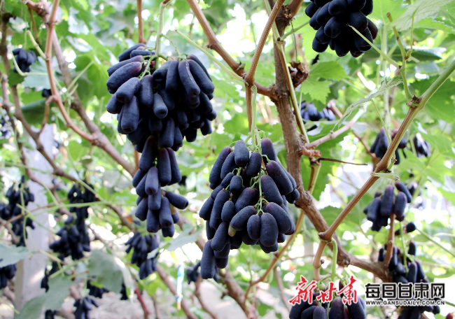 金塔县“甜蜜蓝宝石”葡萄陆续成熟上市