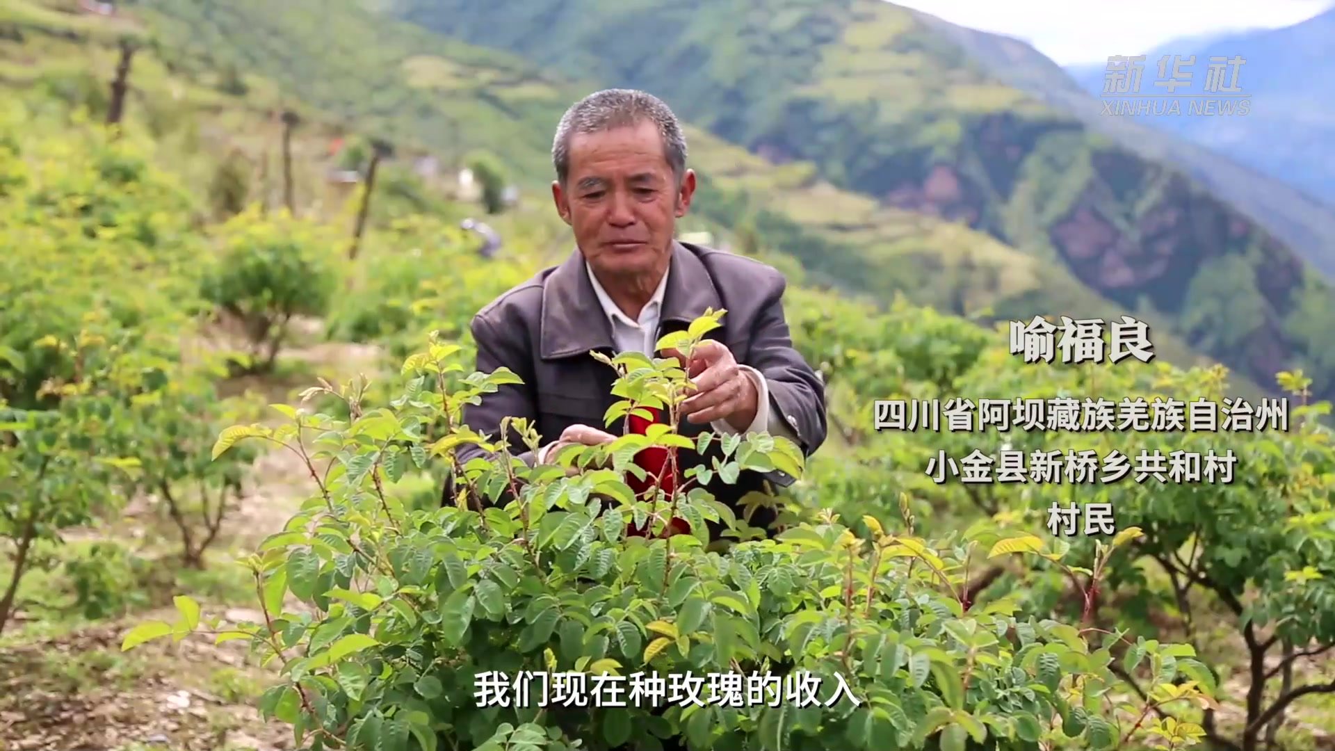 二十大代表风采｜陈望慧：“种下”玫瑰产业带富千万家