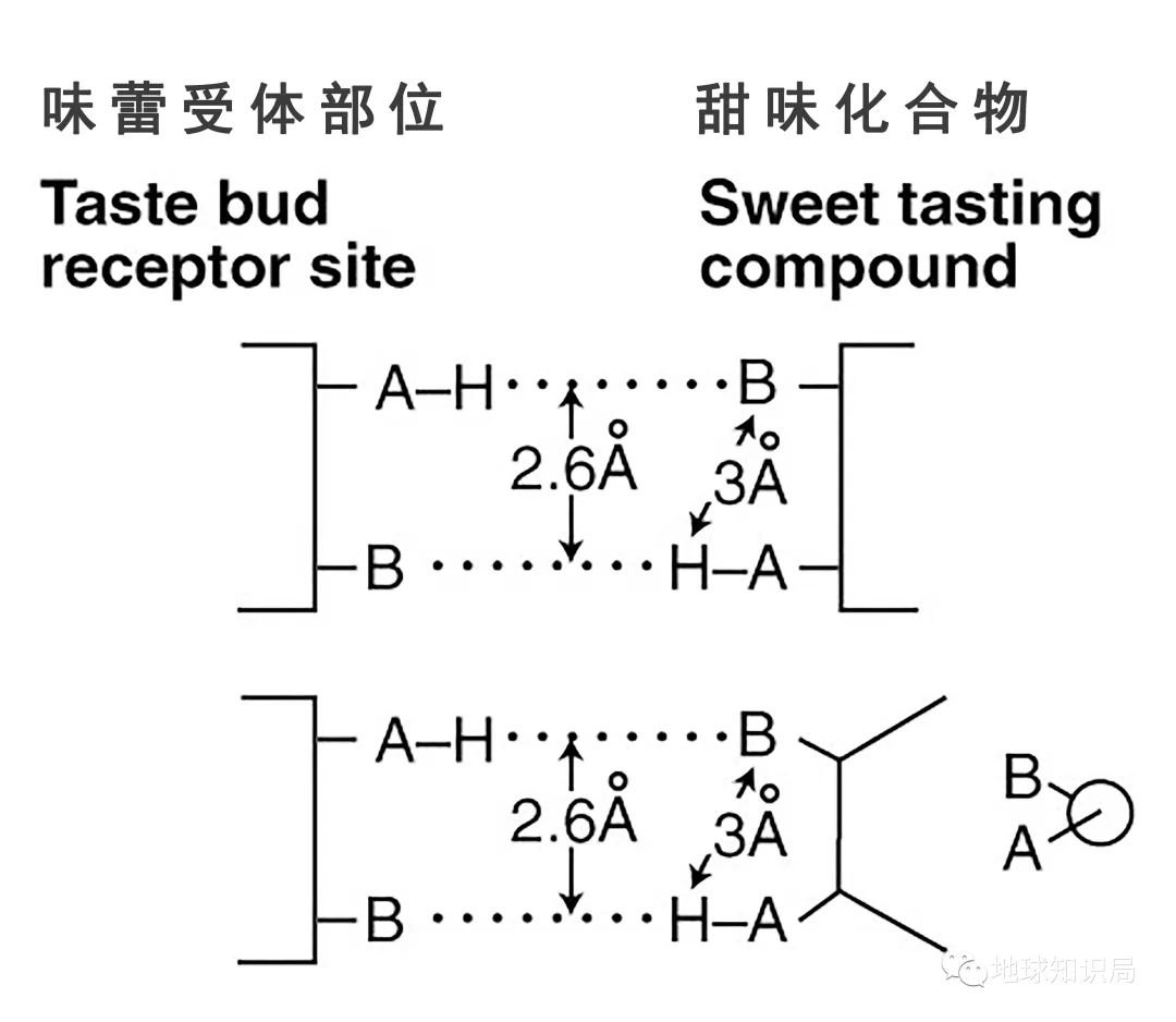 人造甜味剂，真的可以吃吗？_凤凰网科技_凤凰网