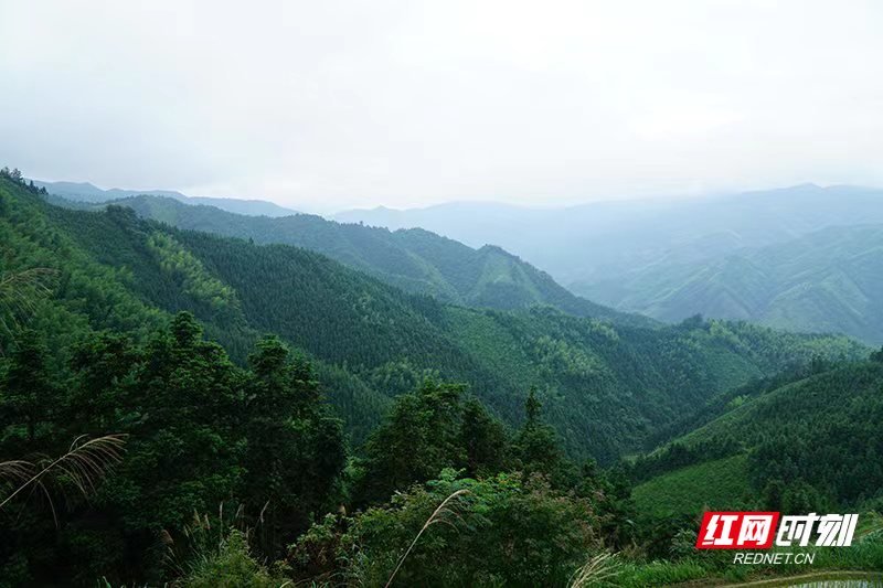 九嶷山文冲山林。资料图