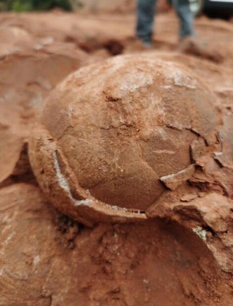 江西武宁县一工地发现数枚疑似恐龙蛋化石