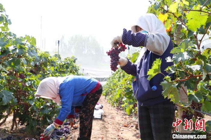 工人正在采摘葡萄。　于晶 摄