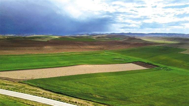 坪城村千亩燕麦草