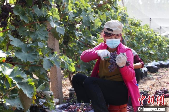 工人正在采摘葡萄。　于晶 摄