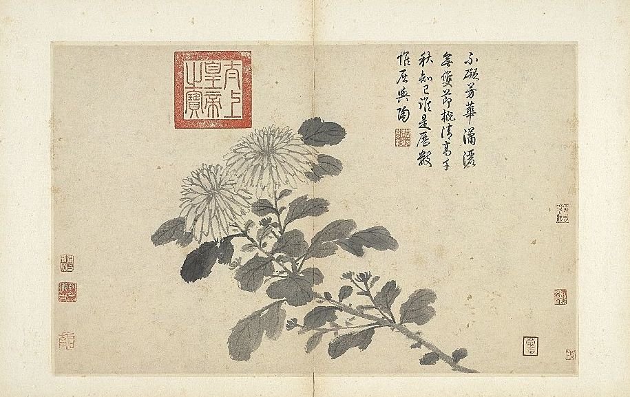 明 沈周 写生 册 菊 台北故宫博物院藏本幅画菊花斜倚,系沈周"写生册"