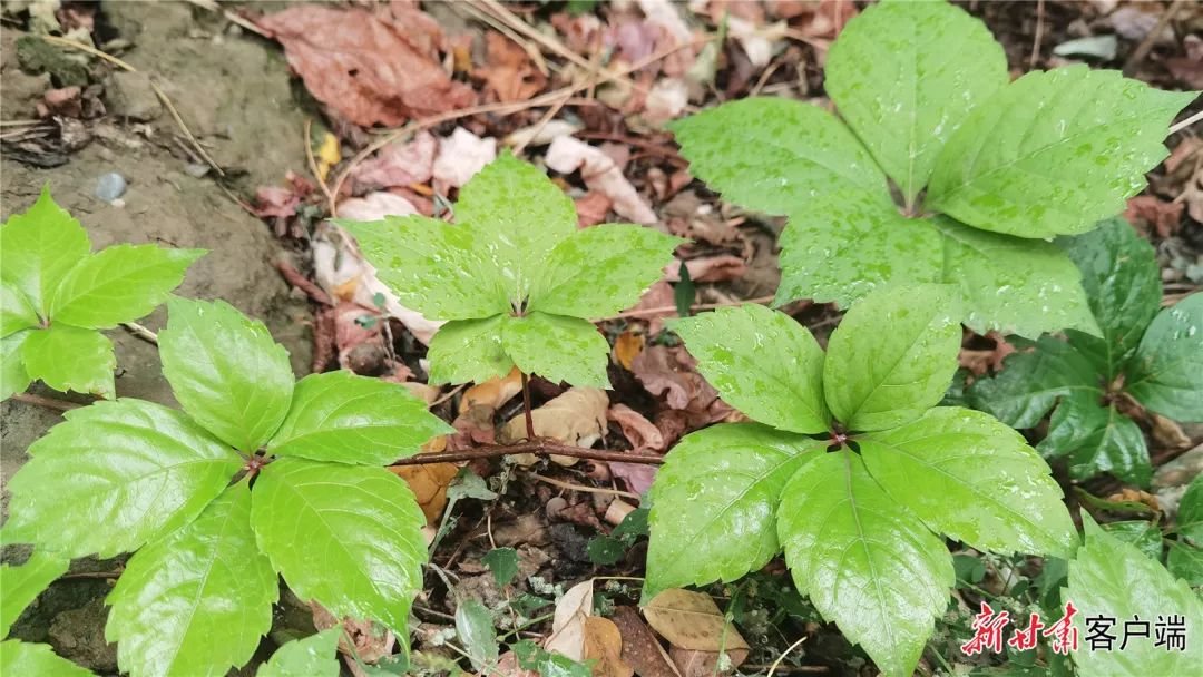 一场秋雨后，兰州市区植被受到雨水浸润。（新甘肃&middot;甘肃日报记者 王煜宇 刘欣语）