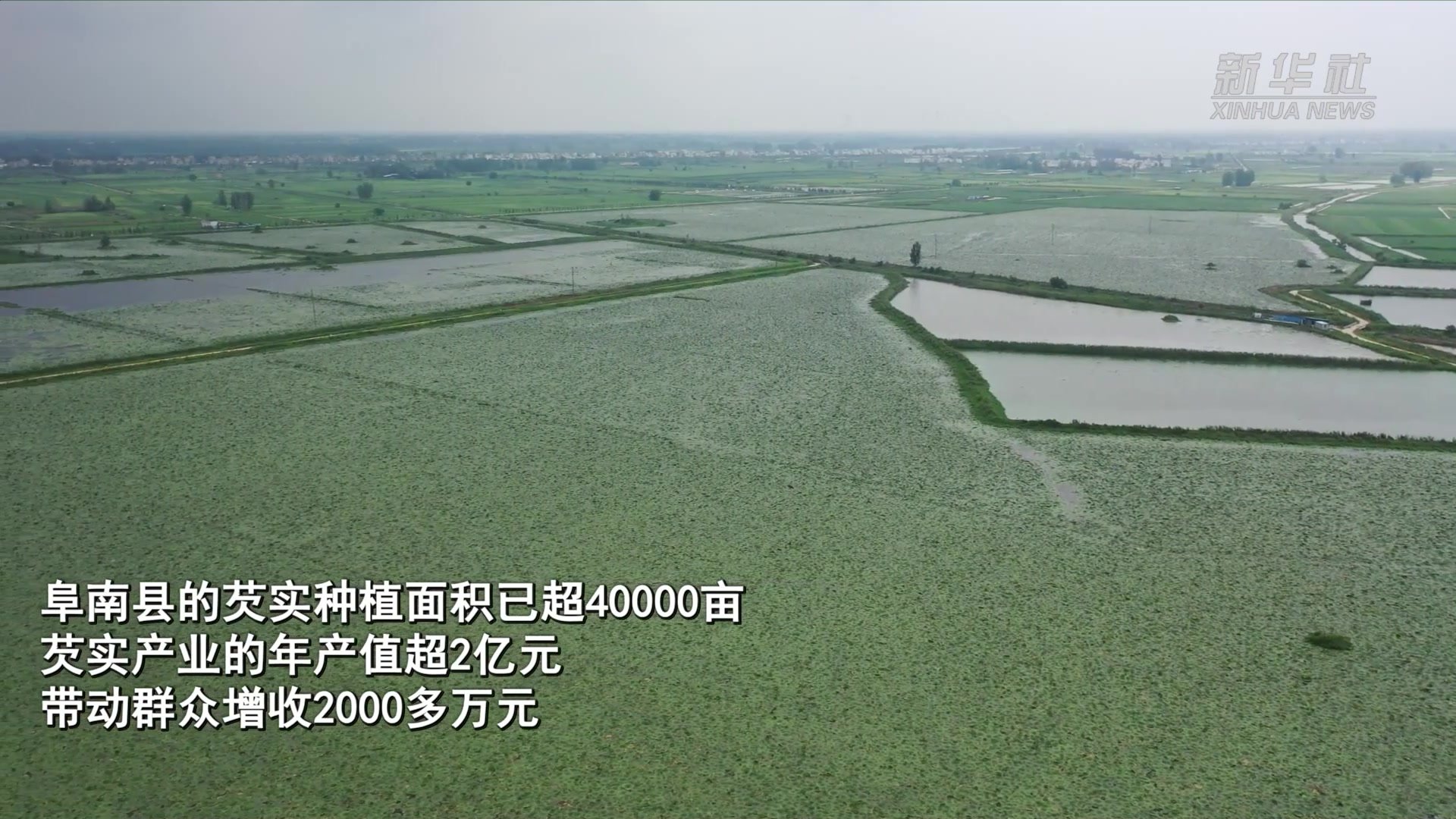 江河奔腾看中国·淮河行|淮河芡实塘里的致富路_凤凰网视频_凤凰网