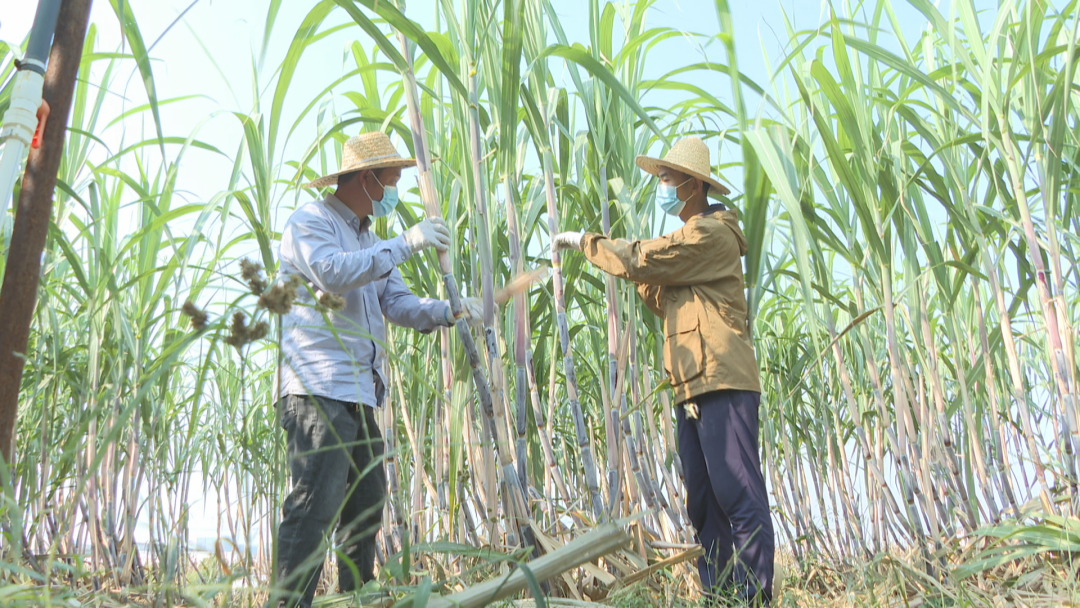 甘蔗種植園負責人張強說: