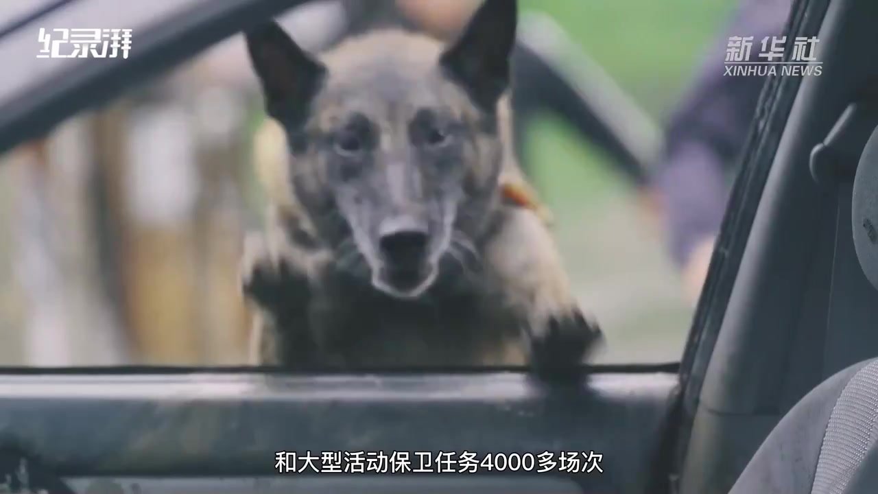 最美警犬训导员：与无言“战友”一起，守护一方平安