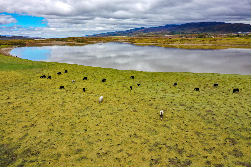 牛马在黄河干流玛曲段沿岸吃草（9月17日摄，无人机照片）。新华社记者郎兵兵 摄