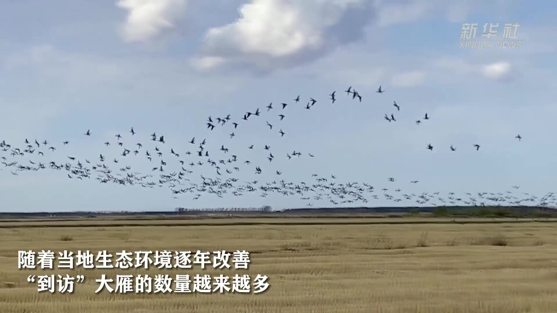 黑龙江：苍茫天地间 大雁展翅翱翔