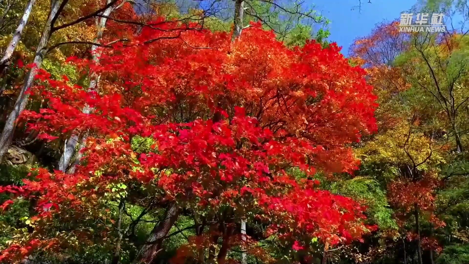 金秋时节 六盘山上好风景