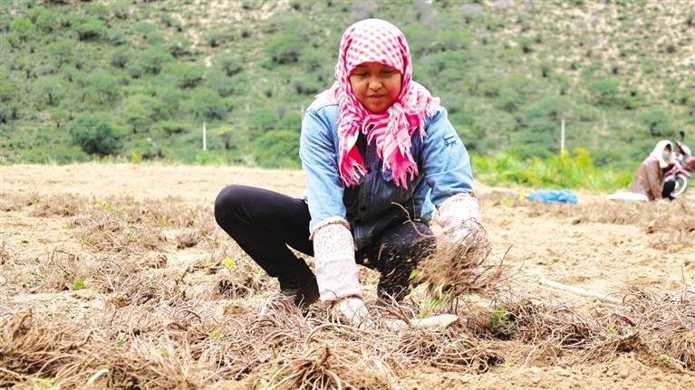 来积梅正在挖羌活