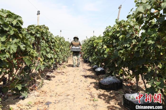 工人正在采摘葡萄。　于晶 摄