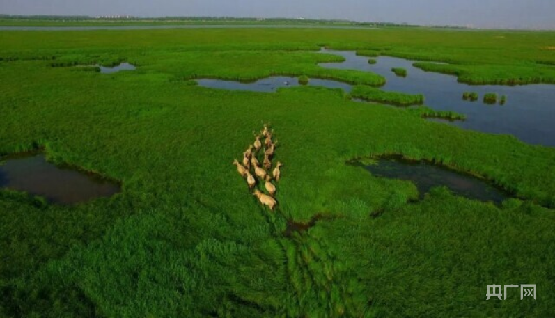 修复后的湿地环境（央广网发 自然保护区供图）