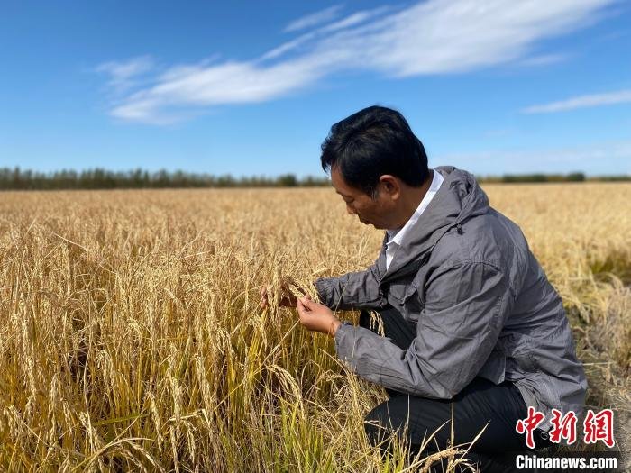 水稻之子袁定阳接续袁梦攥紧中国种子端稳中国饭碗