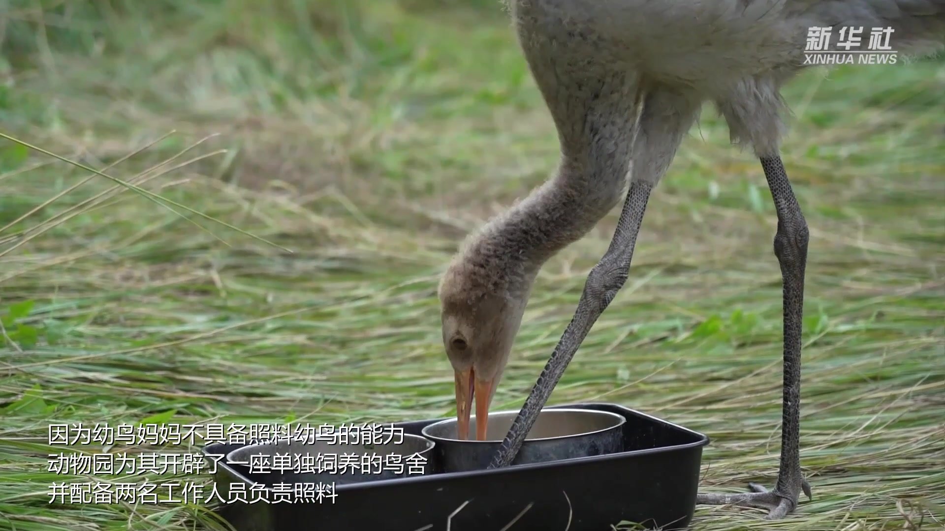 黑颈鹤幼鸟人工辅育记