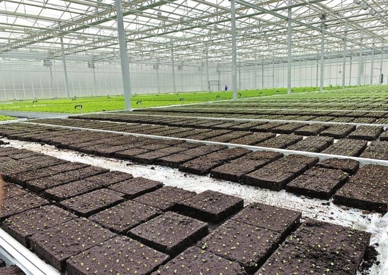 泥炭有机蔬菜育苗基地