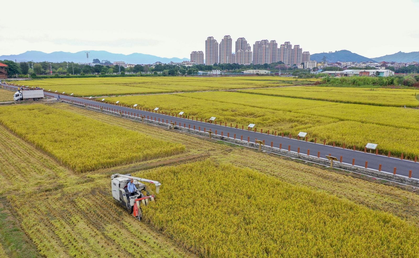 漳州市区水仙花海轮种水稻，成了市民观光游玩、了解农业的好地方。福建日报记者 白志强 摄