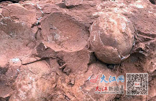武宁发现三枚恐龙蛋化石