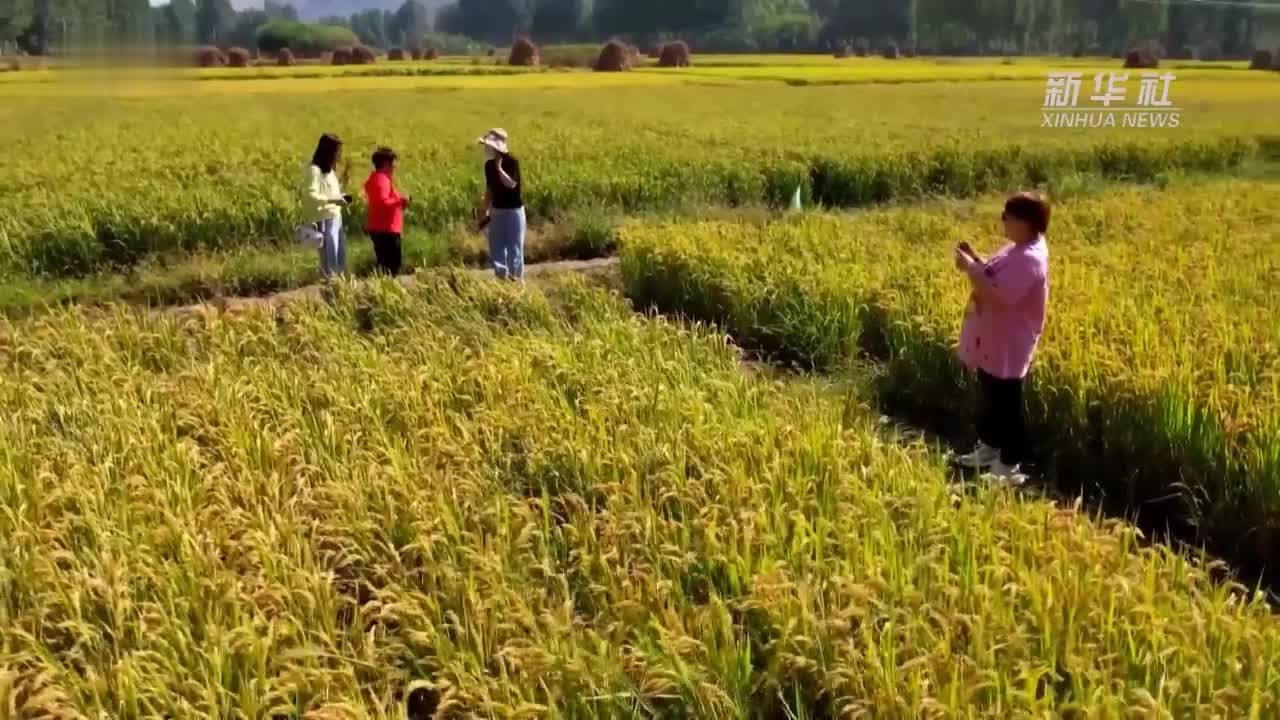 瞰见｜太行山下稻花香