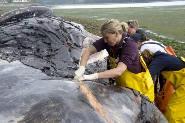 图:释放气体后,人工切割处理鲸鱼尸体