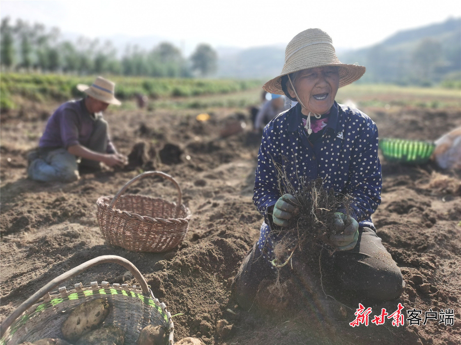 正是秋收时节，元古堆村年过八旬的朱桂英老人在田里收获马铃薯。