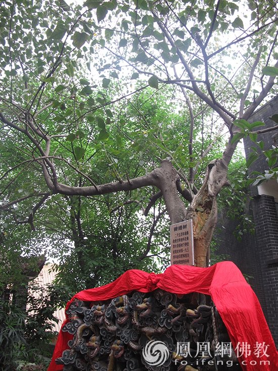 走进千年慈云寺:重庆最朋克古刹,山城中“不一样的烟火”