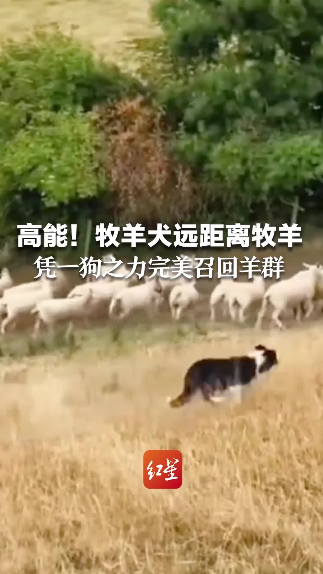 高能！牧羊犬远距离牧羊，凭“一狗之力”完美召回羊群