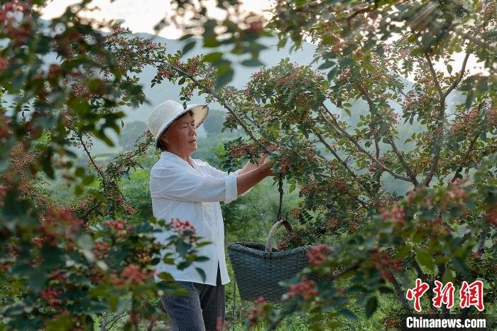 中原大地描绘喜庆秋收图