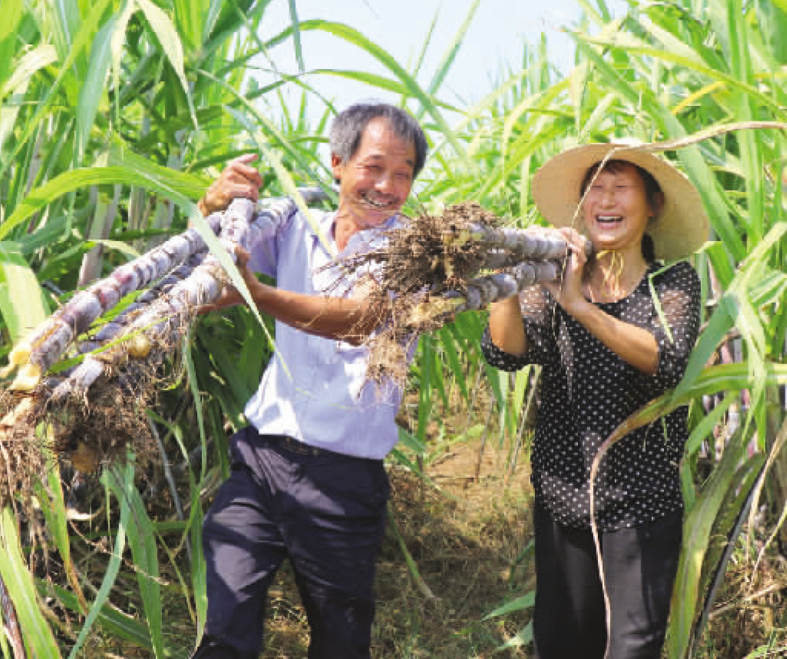 余干：甘蔗喜迎丰收（图）