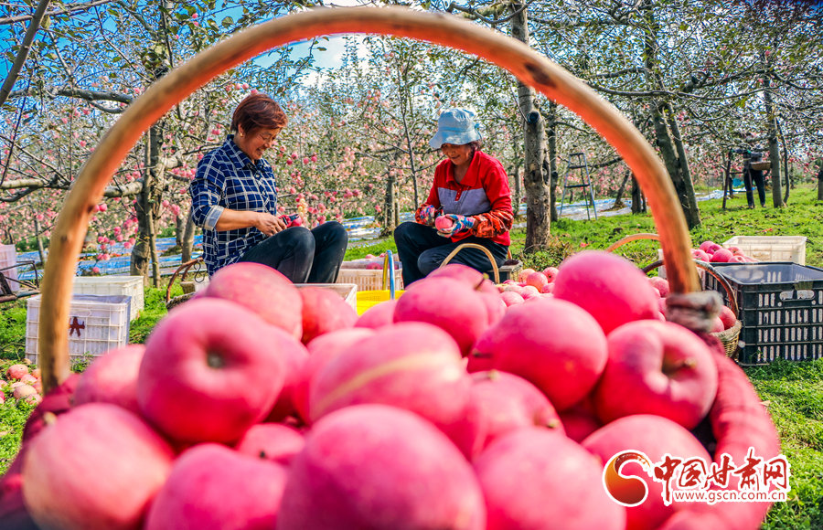 2021年10月18日，在平凉市泾川县高平村，果农们正在采摘、分装苹果。