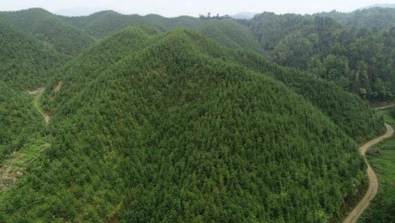 万载县森工林场场外造林俯瞰图(万载县林业局 提供)