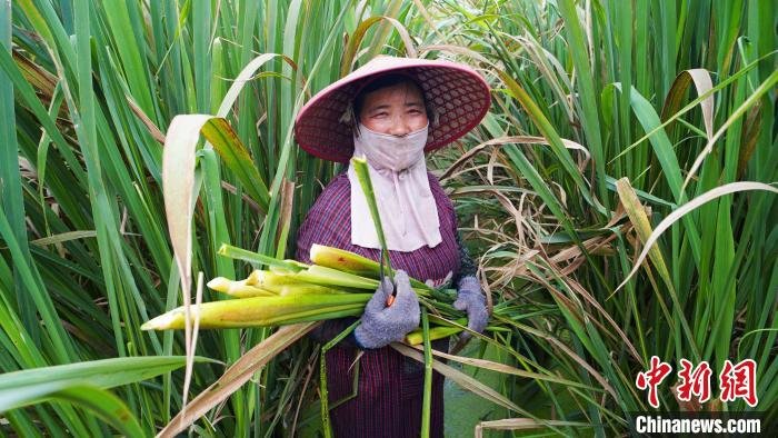 图为河南省信阳市平桥区龙井乡汪岗村300亩“美人茭”迎来丰收季。　代盼盼 摄