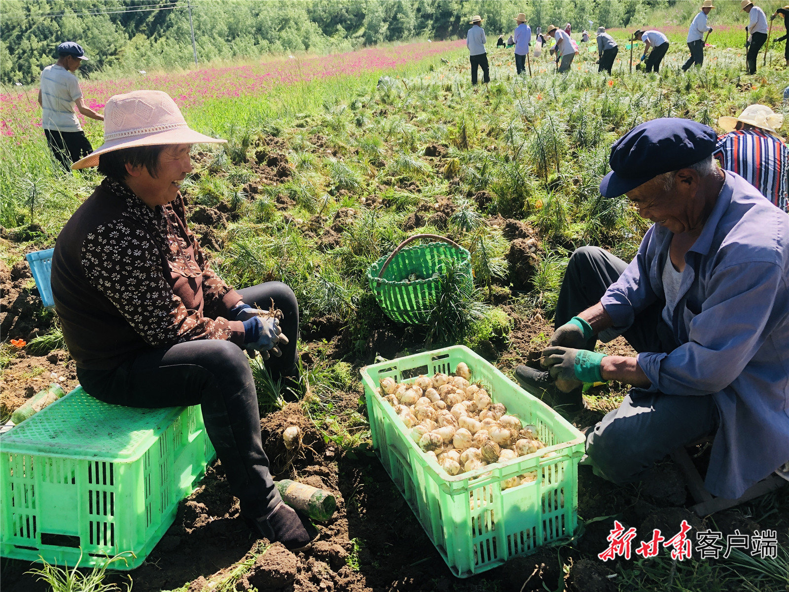 元古堆百合成熟 渭源县融媒体中心供图