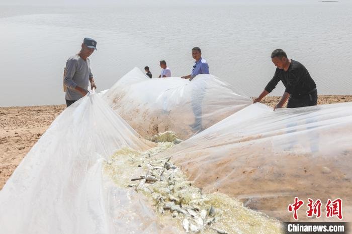 图为工作人员在鄱阳湖岸边开展长江江豚饵料鱼应急投喂工作。　刘力鑫 摄