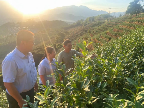 茶农望着金融“活水”润泽下的茶山喜笑颜开