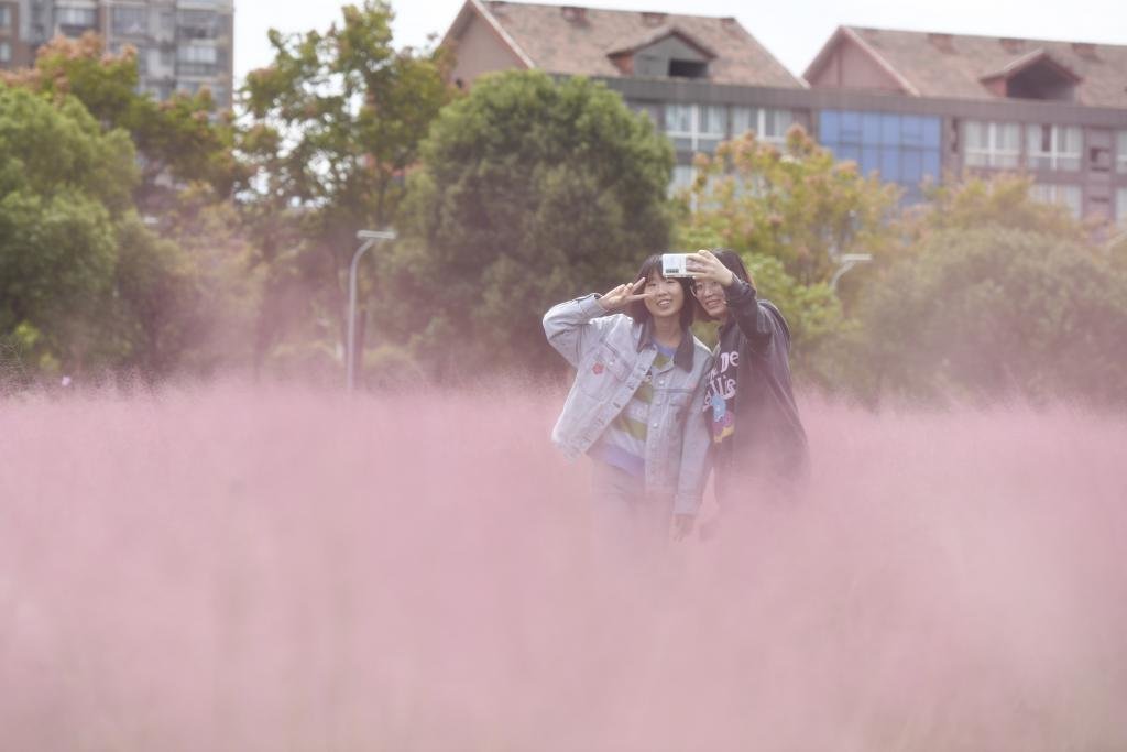 △湖南中医药大学，学生在粉黛乱子草花田拍照打卡 摄影：杨华峰