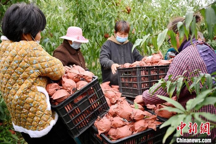 图为河南省长垣市孟岗镇香里张村秋桃园内，果农忙着采摘秋桃。　李俊彦 摄