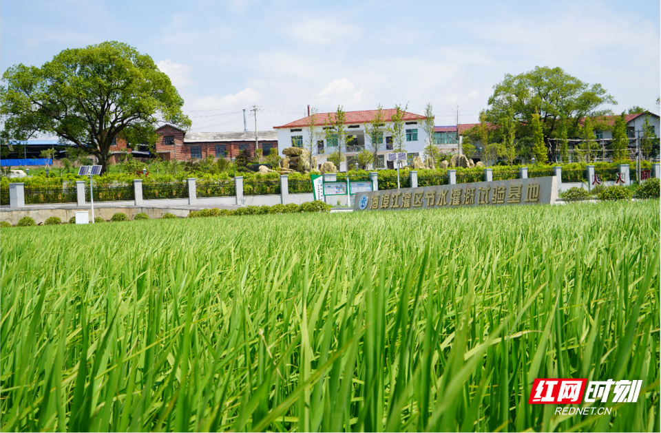 酒埠江灌区节水灌溉试验基地。