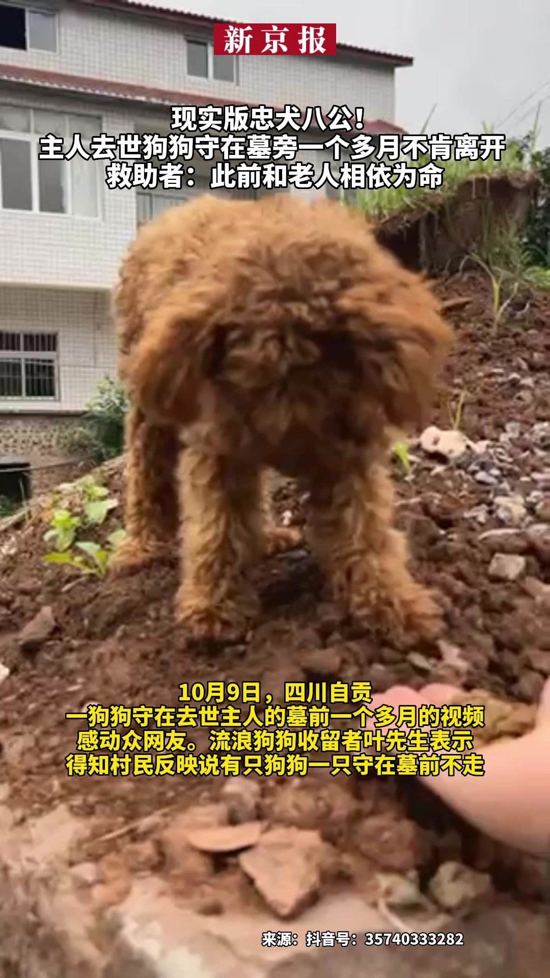 #现实版忠犬八公！主人去世狗狗守在墓旁一个多月不肯离开、救助者：此前和老人相依为命