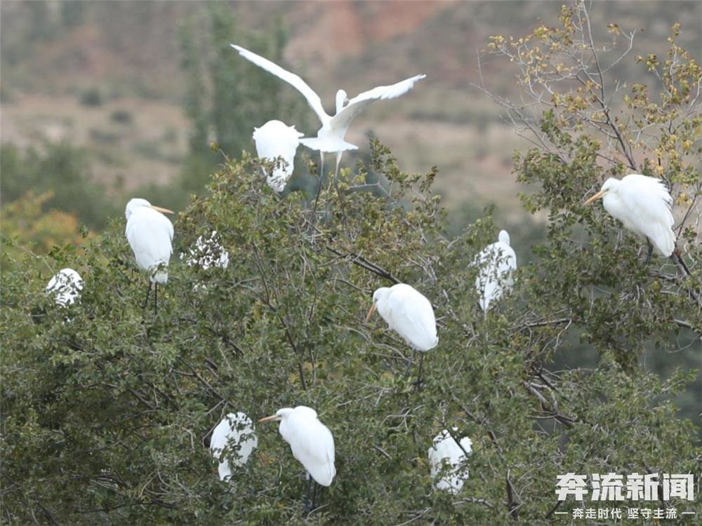 一群白鹭打卡兰州新区秦王川国家湿地公园