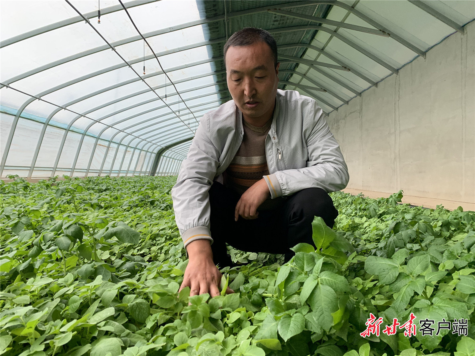 田家河乡项目专干陈宏伟介绍马铃薯原原种基地的情况