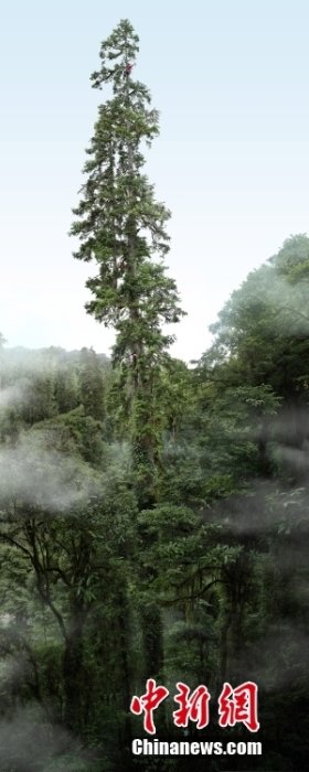 10月9日，由中国科学院植物研究所、国家重要野生植物种质资源库辰山中心—上海辰山植物园、中华环境保护基金会、“野性中国”工作室、西藏自治区林芝市察隅县林业和草原局等组成的中国巨树科考队发布了目前中国第一高树云南黄果冷杉的准确高度为83.4米，同时发布其等身照。资料图为10月9日对外发布的巨树等身照，该照片的拍摄由四位科考队员精密协作完成，先用无人机每隔几米拍上三张到六张一组照片，然后再隔几米一组，一直拍到树顶，这样得到160多张不同高度的照片。后期再拼接完成，整体画幅超过3.5亿像素，可投屏于百米巨幕以展现巨树细节。 <a target='_blank' href='/'>中新社</a>发 “野性中国”工作室摄影及合成