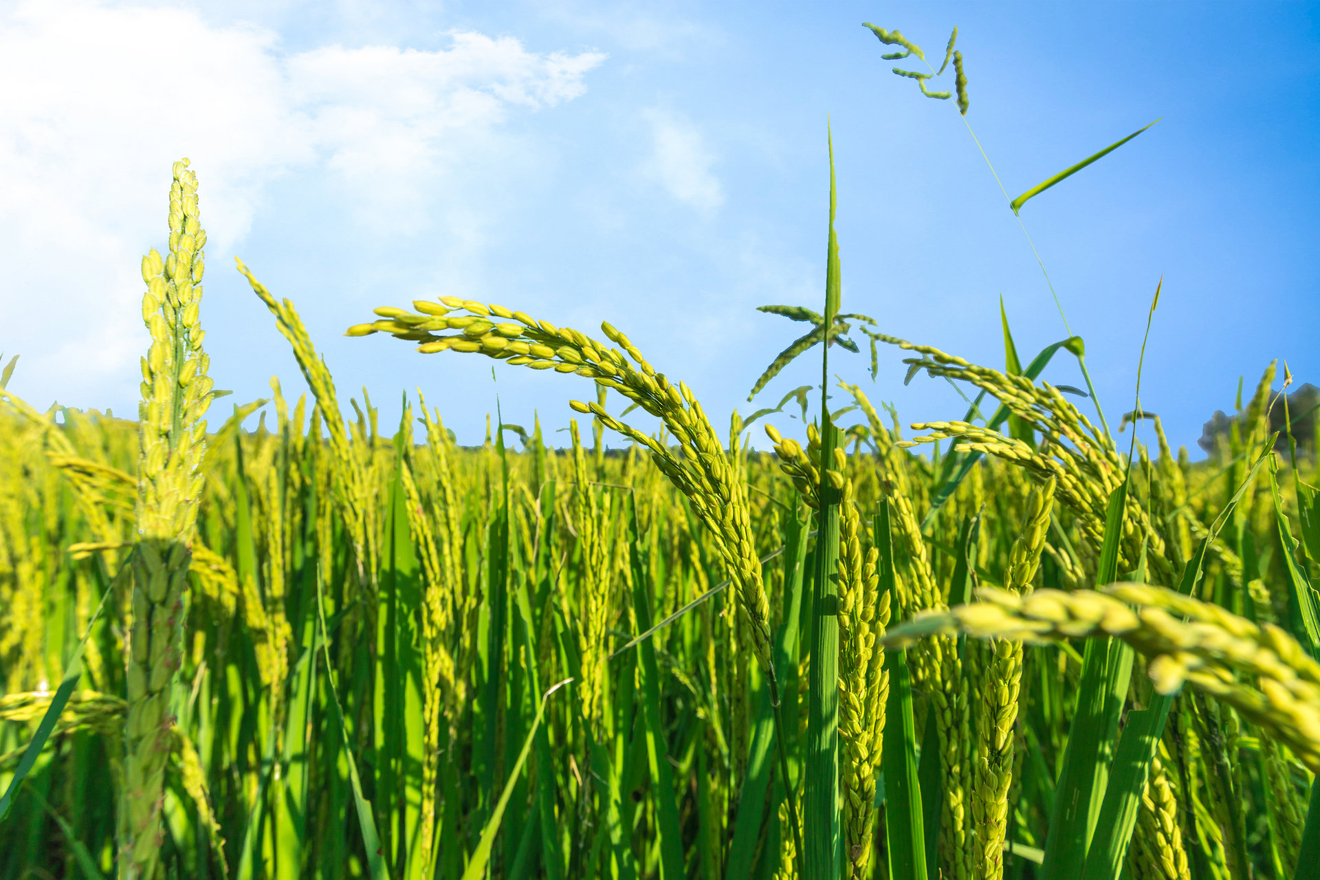 当日,青岛海水稻研究发展中心邀请山东省水稻产业技术体系首席专家