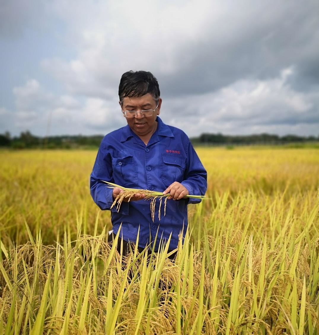 质量湖南|水稻专家杨远柱坚持41年,只为了一颗高质量种子凤凰网湖南